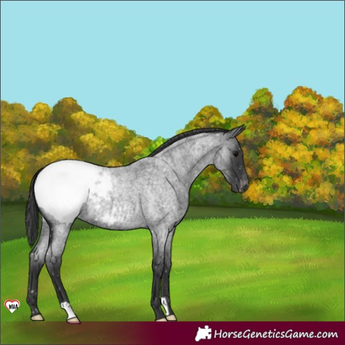 Horse Color:Blue Roan Appaloosa 