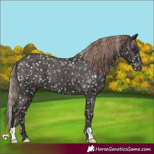 Horse Color:Liver Chestnut Snowflake Varnish 