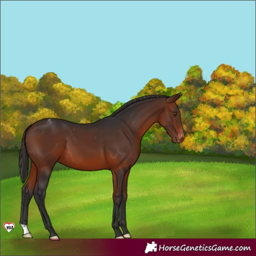 Horse Color:Bay Appaloosa 