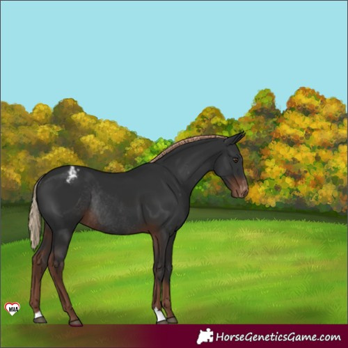 Horse Color:Liver Chestnut Appaloosa Rabicano 