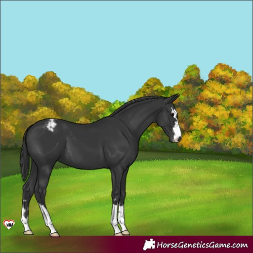 Horse Color:Black Varnish 