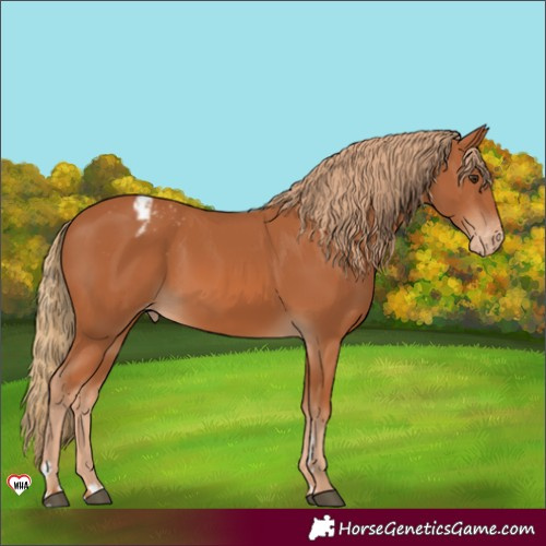 Horse Color:Chestnut Appaloosa Rabicano 