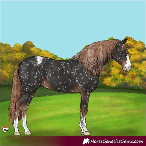 Horse Color:Liver Chestnut Appaloosa