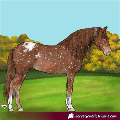 Horse Color:Chestnut Appaloosa Rabicano 