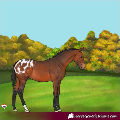 Horse Color:Bay Appaloosa 