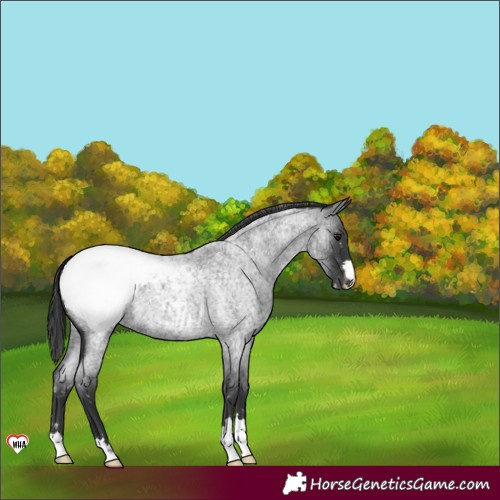 Horse Color:Blue Roan Appaloosa 