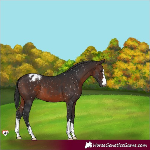 Horse Color:Brown Appaloosa 