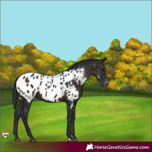 Horse Color:Brown Appaloosa 