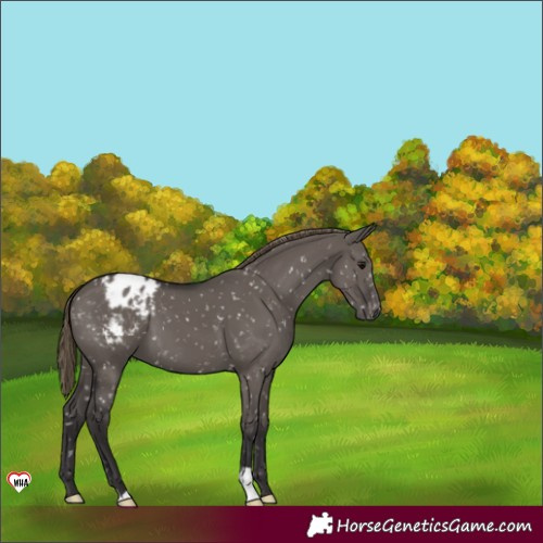 Horse Color:Smoky Grullo Appaloosa 