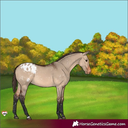 Horse Color:Brown Dun Appaloosa 