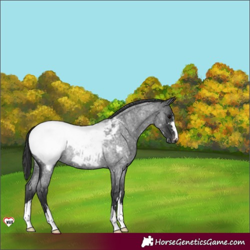 Horse Color:Blue Roan Snowcap Rabicano 