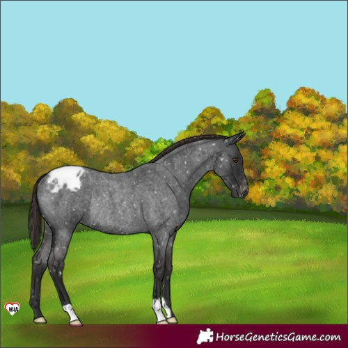 Horse Color:Liver Red Roan Blanket Rabicano 
