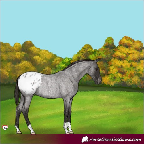 Horse Color:Liver Red Roan Appaloosa Rabicano 