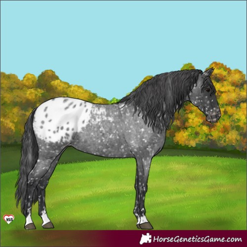 Horse Color:Blue Roan Appaloosa Rabicano 