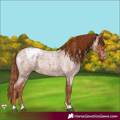 Horse Color:Red Roan Appaloosa Rabicano 