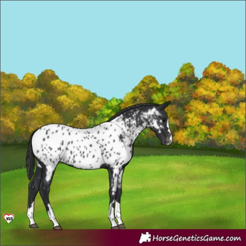 Horse Color:Black Near Leopard 