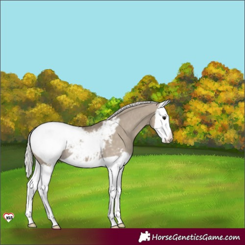 Horse Color:Silver Smoky Grullo Splash Appaloosa 