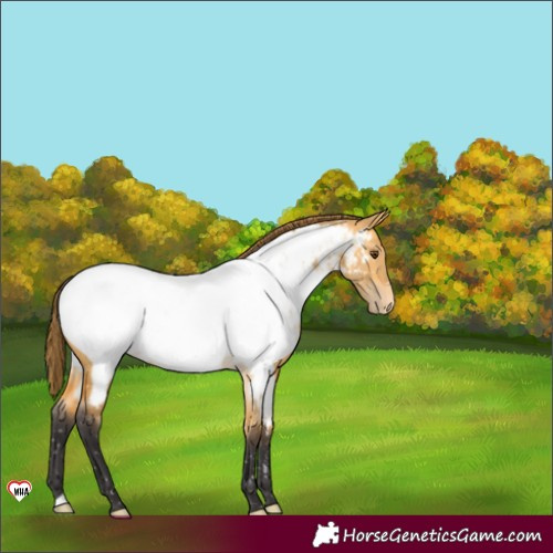 Horse Color:Buckskin Dun Appaloosa 