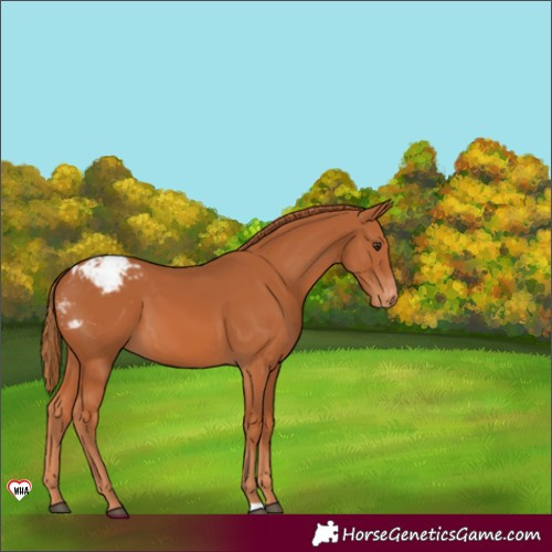 Horse Color:Chestnut Varnish 