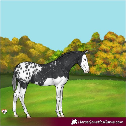 Horse Color:Black Splash Appaloosa 
