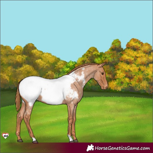 Horse Color:Red Roan Appaloosa 