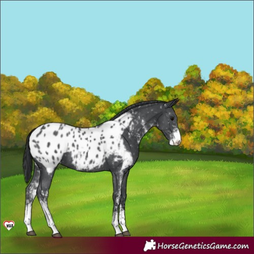 Horse Color:Black Sabino Appaloosa 