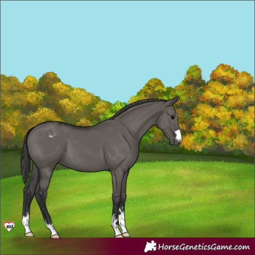 Horse Color:Grullo Appaloosa 