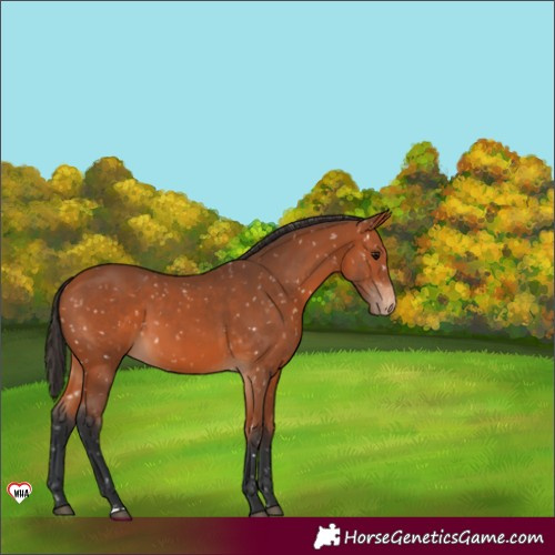 Horse Color:Bay Snowflake Varnish 