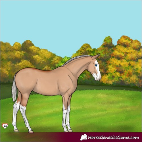 Horse Color:Silver Bay Dun Splash 