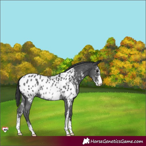 Horse Color:Black Sabino Appaloosa Rabicano 
