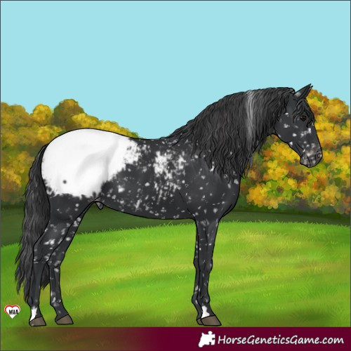 Horse Color:Black Appaloosa 