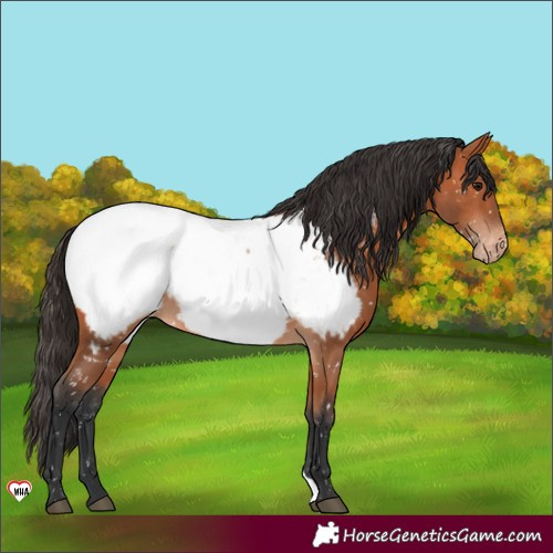 Horse Color:Bay Appaloosa 