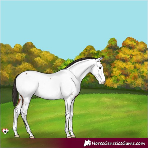 Horse Color:Bay Appaloosa 