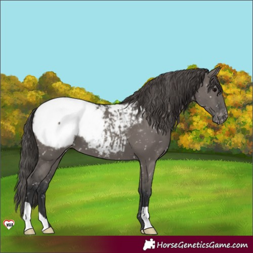 Horse Color:Grullo Appaloosa 