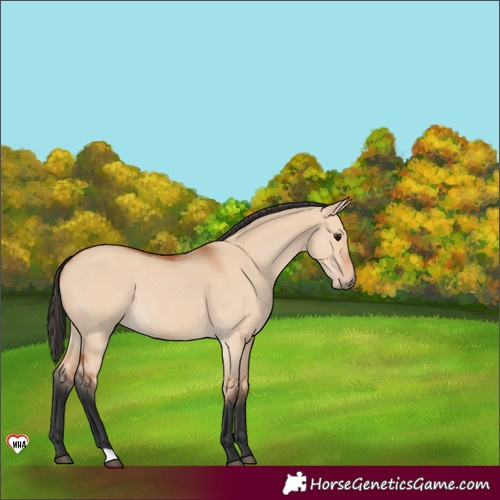 Horse Color:Bay Dun 