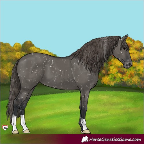 Horse Color:Grullo Appaloosa