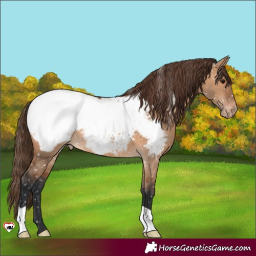 Horse Color:Bay Dun Snowcap 