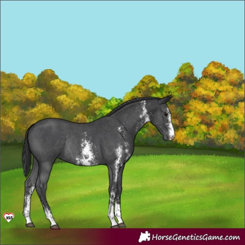 Horse Color:Black Sabino Rabicano 