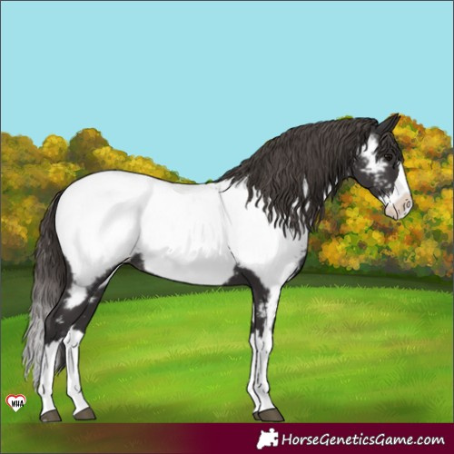 Horse Color:Smoky Black Splash Appaloosa Rabicano 