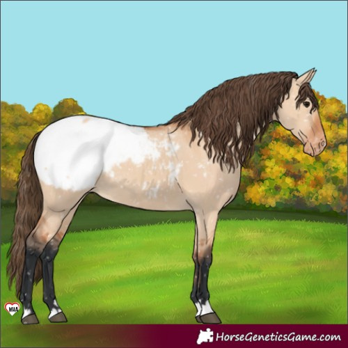 Horse Color:Bay Dun Appaloosa 