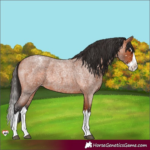 Horse Color:Bay Roan Splash Appaloosa 