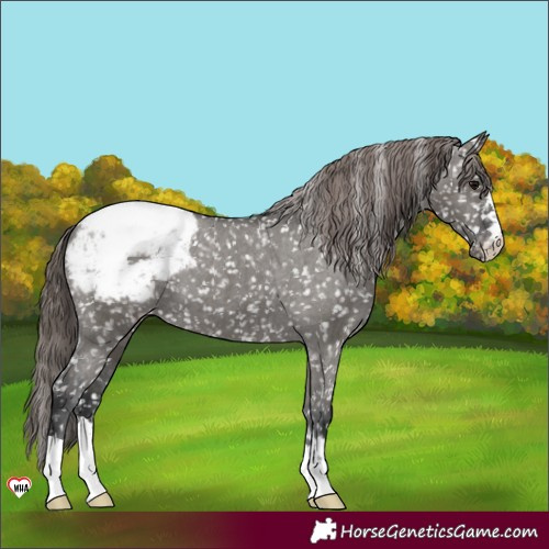 Horse Color:Grullo Appaloosa 