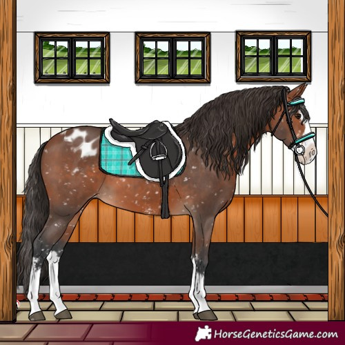 Horse Color:Bay Sabino Splash Appaloosa