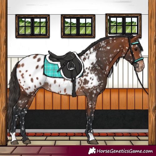 Horse Color:Bay Appaloosa 
