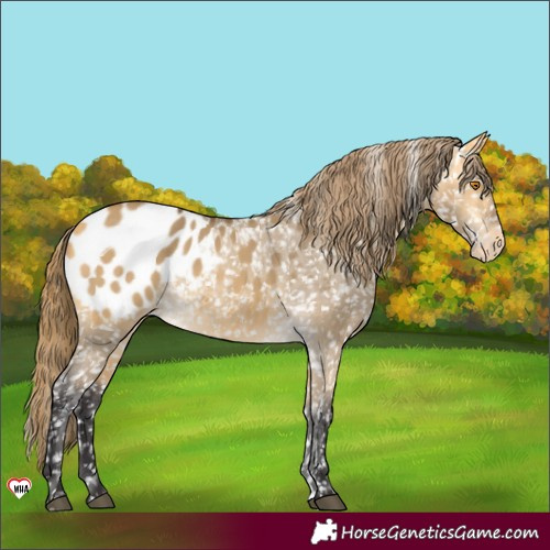 Horse Color:Buckskin Dun Appaloosa 