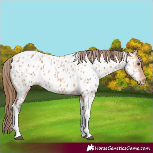 Horse Color:Bay Dun Tobiano Appaloosa Rabicano 