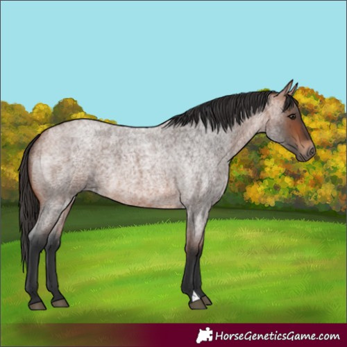 Horse Color:Bay Roan 