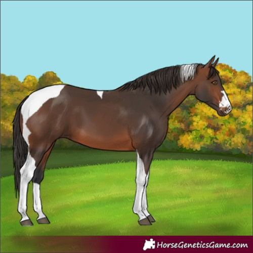 Horse Color:Brown Tobiano 