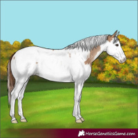 Horse Color:Red Dun Splash Tobiano Blanket