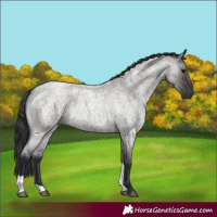 Horse Color:Grullo Roan Tobiano 